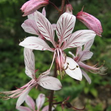 Orchideafajta