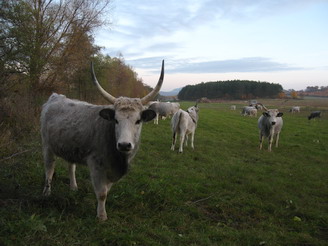 Szürkemarhák legelnek