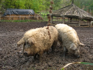 Mangalica a sárban