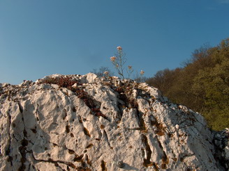 Mészkő szikla